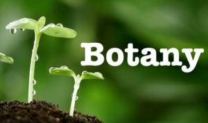 Botany in Hindi | Botany meaning in hindi » वनस्पति विज्ञान