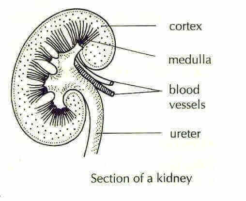 Diagram of excretory system