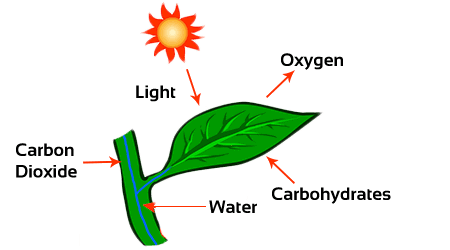 Nutrition In Plants – पौधों में पोषण ( भोजन-निर्माण )