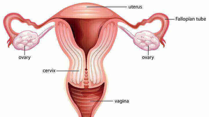 Reproductive System of female