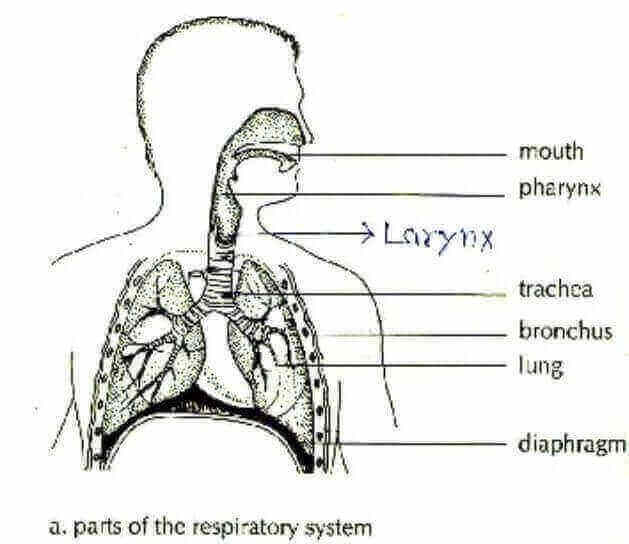 श्वसन तंत्र | मानव श्वसन तंत्र | श्वसन प्रणाली | श्वसन क्या है