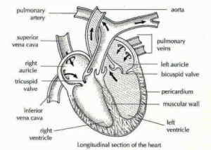 Circulatory System In Hindi – रक्त परिसंचरण तन्त्र