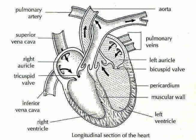 Circulatory System In Hindi - रक्त परिसंचरण तन्त्र