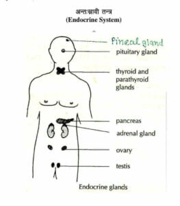 What are endocrine system in Hindi | endocrine system