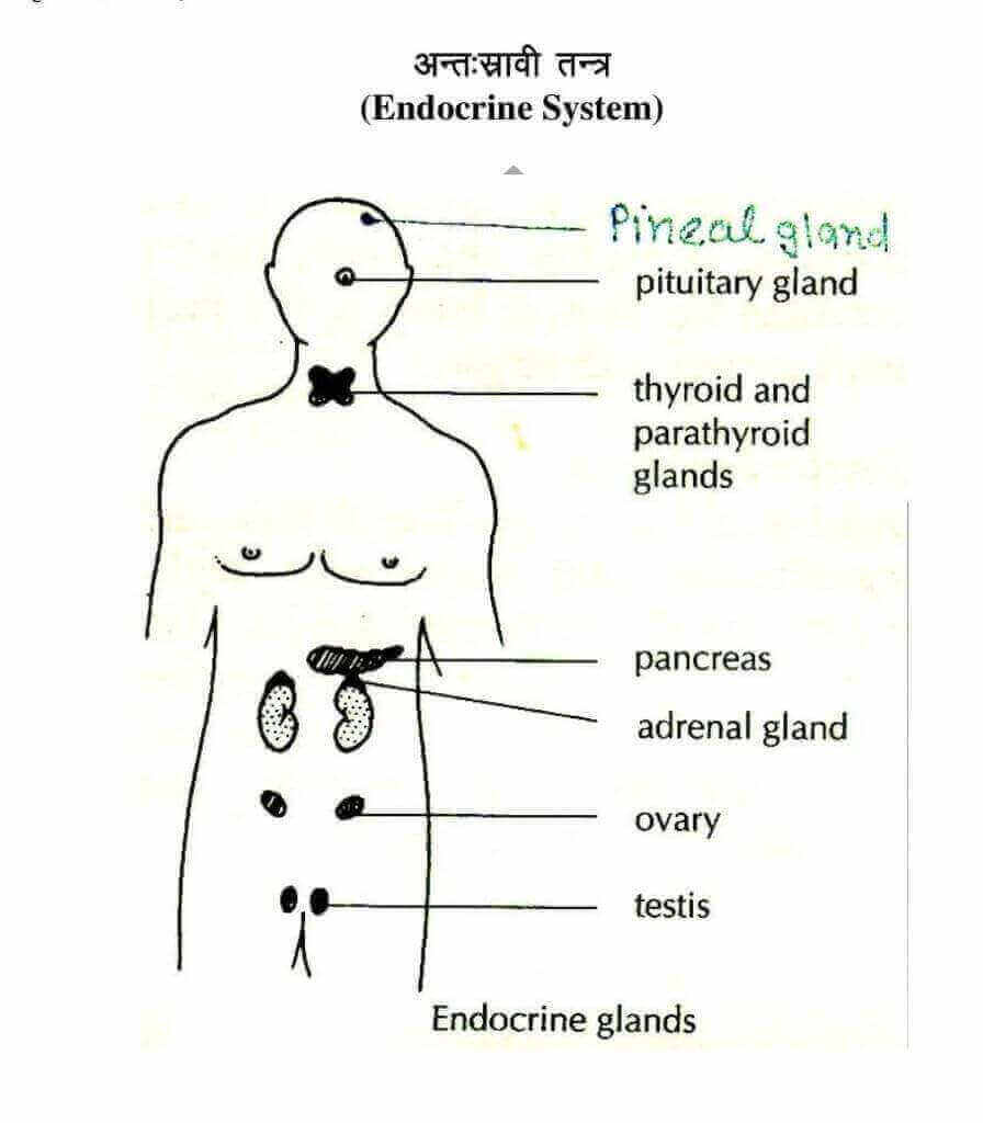 What are endocrine system | endocrine system