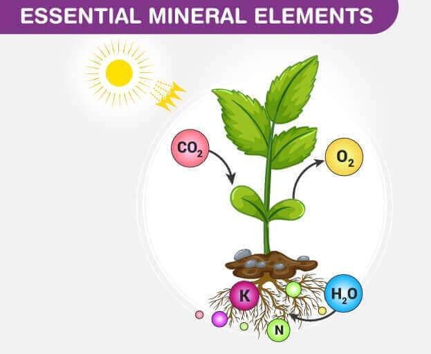 Essential elements in plants – पौधों में आवश्यक पोषक तत्व