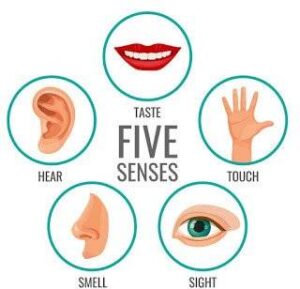 पांच ज्ञानेंद्रियां – आंख, नाक, कान, जीभ, त्वचा