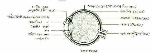 कार्निया (Cornea), तारिका (Iris), तारा (Pupil), दृष्टि पटल (Retina), लेन्स (Lens), सिलियरी पिण्ड (Ciliary Body) और श्वेत पटल (Sclera)