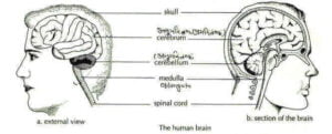 मानव मस्तिष्क – The Human Brain Parts, weight, Picture