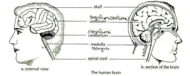the diagram of the human brain