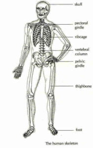 मानव कंकाल तंत्र – Skeletal System In Humans