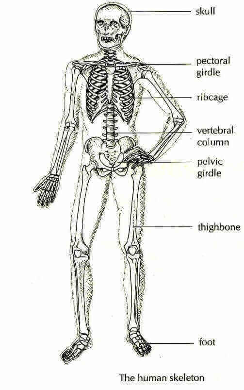 the human skeletal system diagram