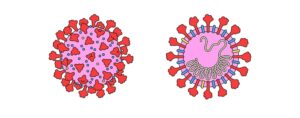 वायरस बैक्टीरिया के प्रकार | वायरस रोग