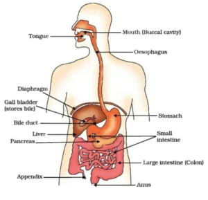 Human Digestive System Diagram | Human digestive system