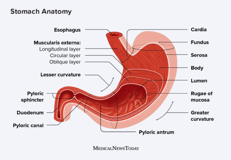 Human digestive system stomach diagram