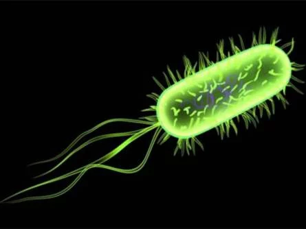 Bacteria Structure | Bacteria Diagram | Bacteria Disease | Bacteria Infection
