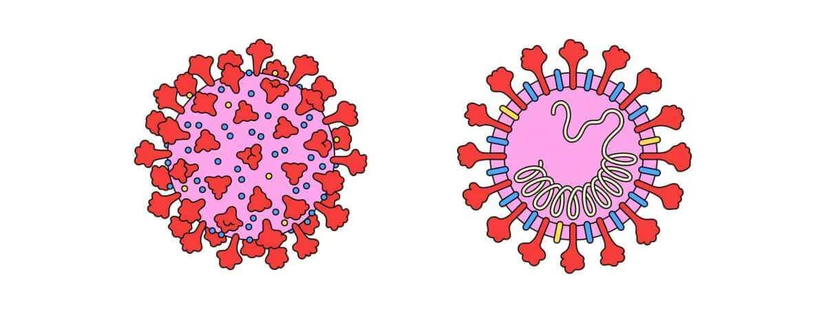 How are viruses different from bacteria apex | Virus Diseases