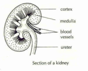 Excretory System In Humans