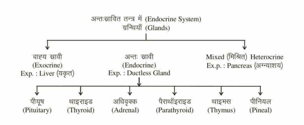 Endocrine System – This Is A System Of Ductless And Ductless Glands, In Which The Hormones Secreted By Different Glands Control The Activities Of The Body.