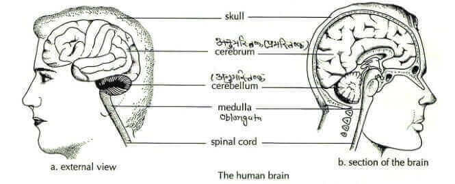 The Human Brain | Diagram | Weight | Parts
