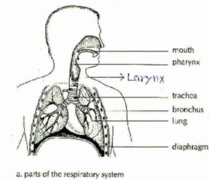 Respiratory System of a Human
