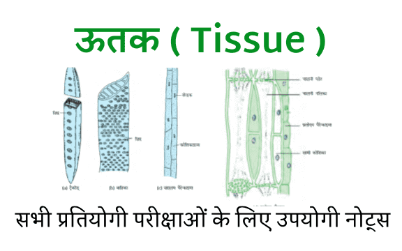 What Is a Tissue | Definition Of Tissue | Tissue type