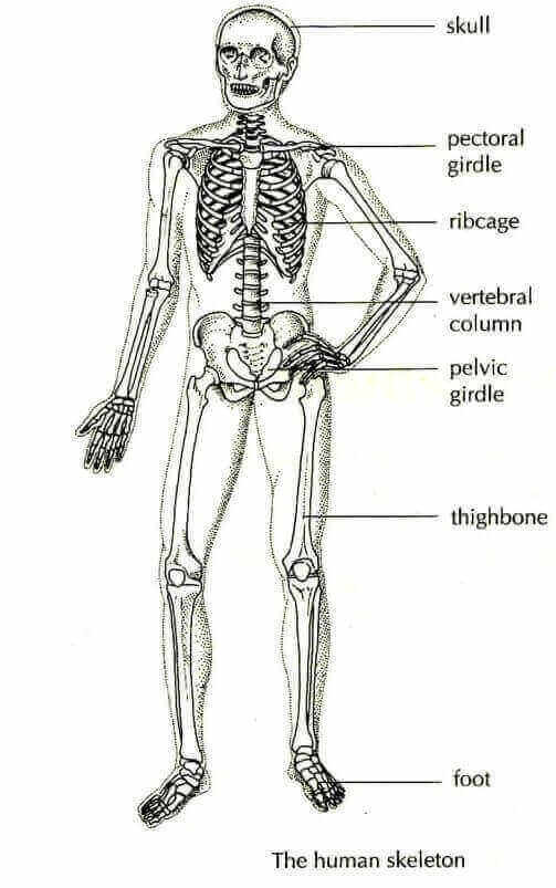 The Skeletal System of Human | function | diagram